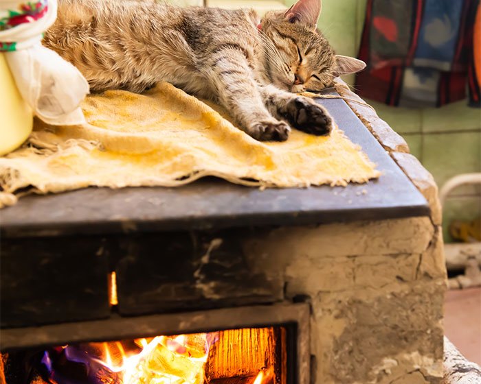 kucing tidur di atas perapian - Kucing Tidur Dekat Manusia: Apa Yang Sebenarnya Mereka Inginkan Dengan Berbuat Begitu?