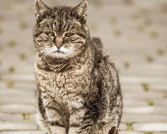 Feral cat dengan tatapan sayu