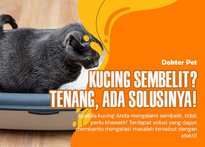 Kucing Sembelit? Ketahui Penyebabnya dan Berikan Solusi yang Tepat!