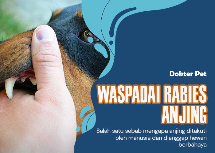 Rabies Anjing: Segala Hal Terkait Penyakit Mematikan Satu Ini