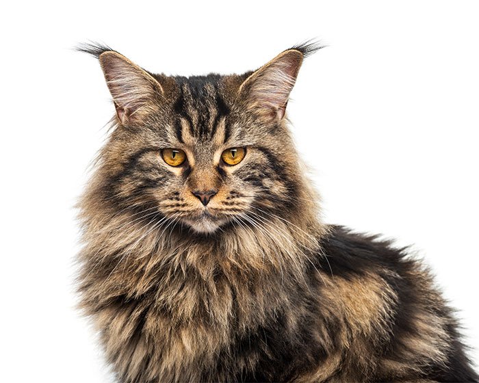 maine coon - Pilih kucing atau anjing? Bingung mau memilih hewan peliharaan yang mana, ya?