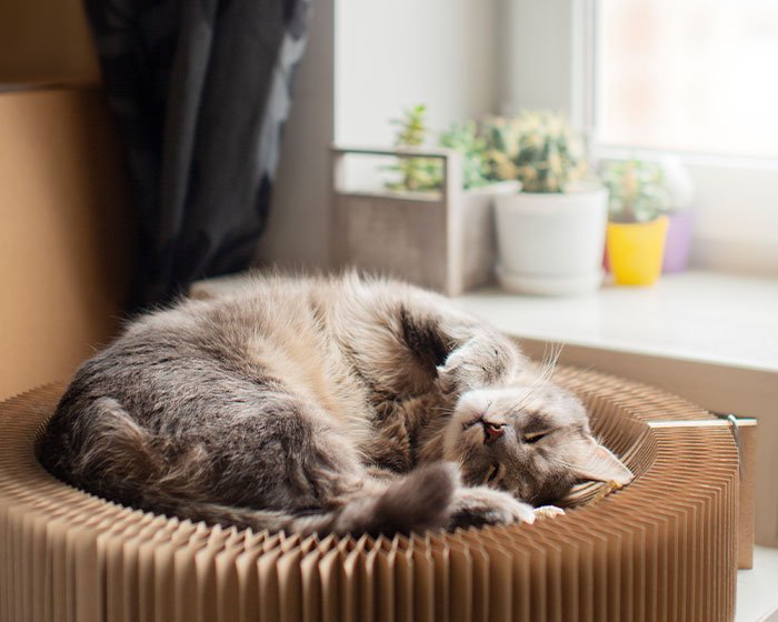 tempat tidur kucing - Kucing Tidur Dekat Manusia: Apa Yang Sebenarnya Mereka Inginkan Dengan Berbuat Begitu?