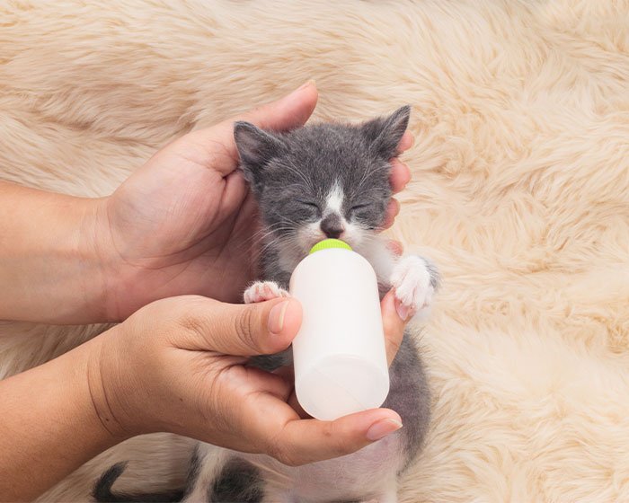 anak kucing minum susu di dot