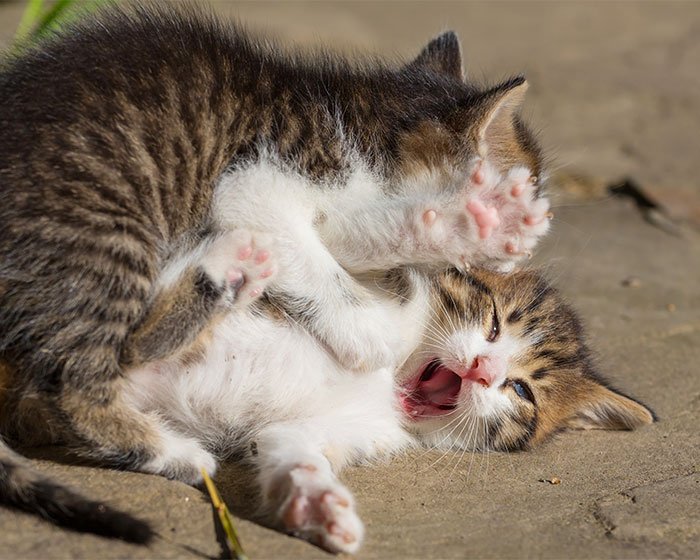 ketahui tanda kucing bermain dan bertengkar