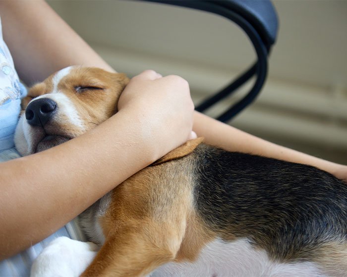 anjing dalam pangkuan - Perhatian Khusus: Mengapa Anjing Senior Susah Makan?