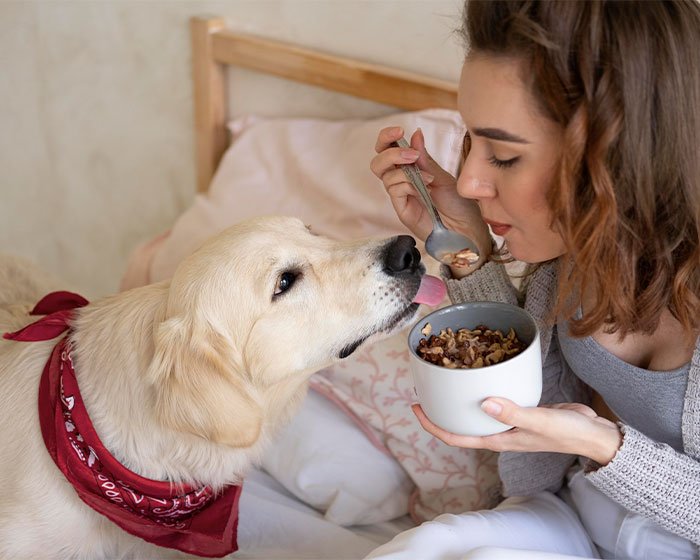 anjing lagi disuapi - Solusi Praktis: Mengatasi Tantangan Anjing Senior Susah Makan