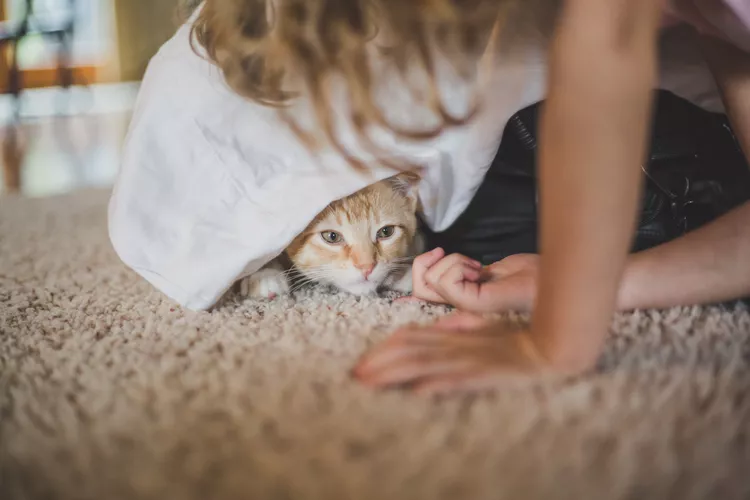 image 16 - Mengulik Kelucuan Alasan Dari Tingkah Laku Kucing Manjat Gorden