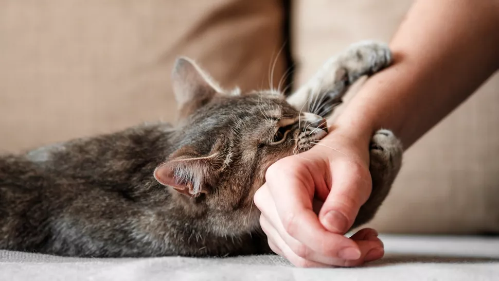 kucing menyerang majikan dengan berbagai macam cara