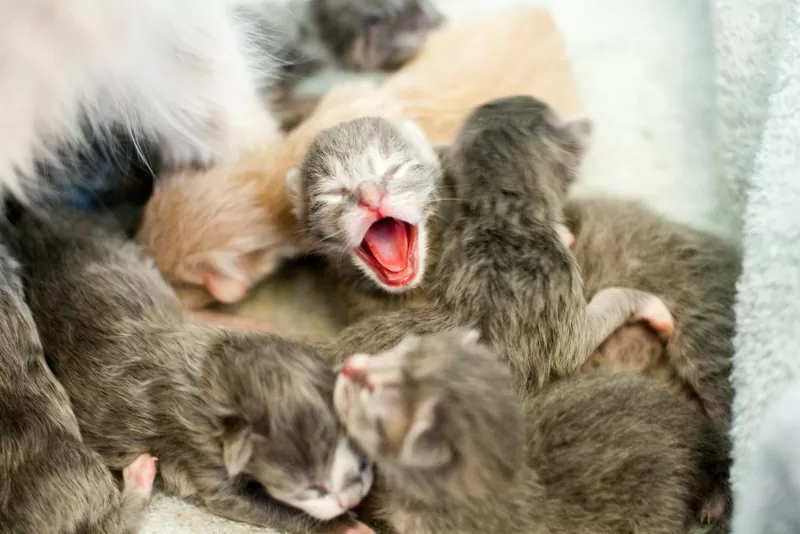 image 9 - Sayang Anak: Memahami Kapan dan 6 Alasan Mengapa Induk Kucing Memindahkan Anaknya