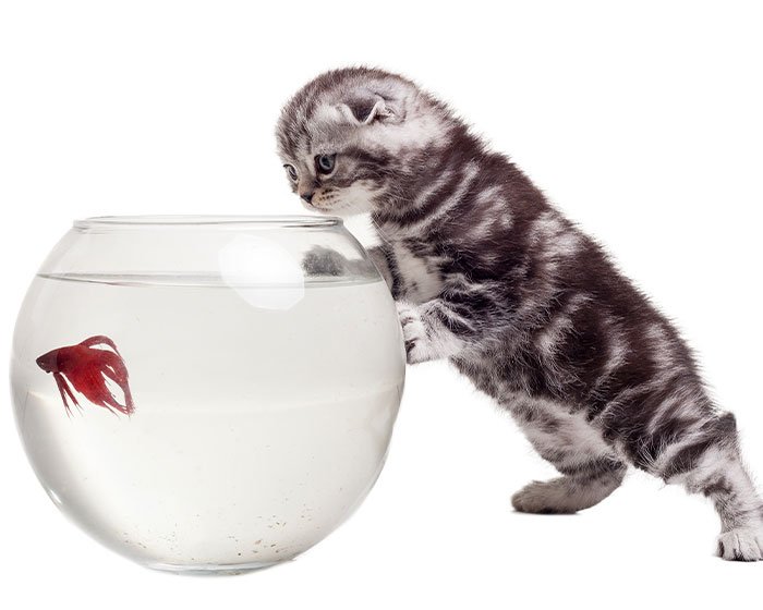 kucing dan akuarium ikan - Kucing Minum Susu: Rasa Manis Yang Membahayakan