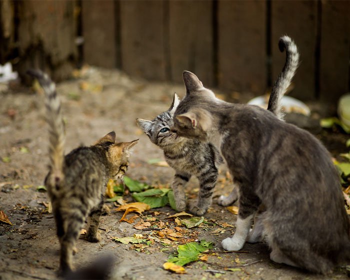 kucing jalanan 2 - Sayang Anak: Memahami Kapan dan 6 Alasan Mengapa Induk Kucing Memindahkan Anaknya