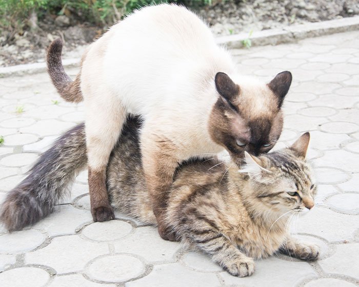 kucing kawin - Mengulik Kelucuan Alasan Dari Tingkah Laku Kucing Manjat Gorden