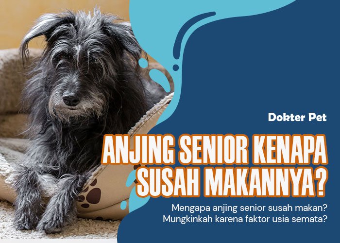 Perhatian Khusus: Mengapa Anjing Senior Susah Makan?