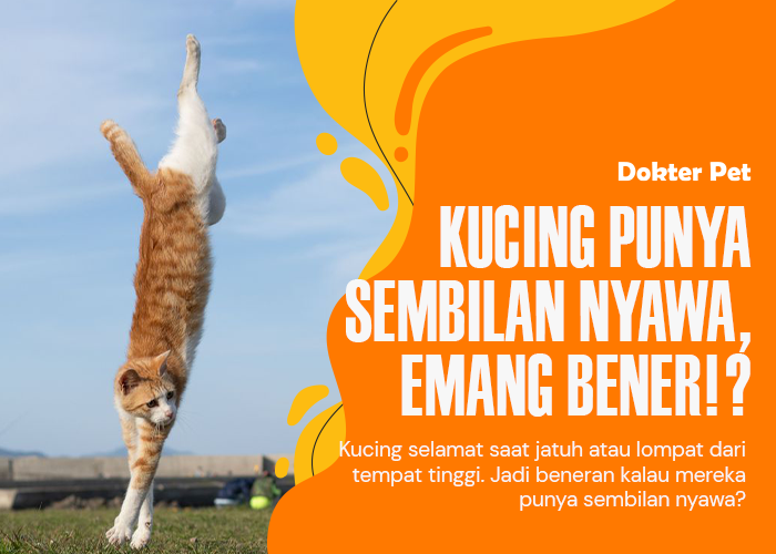 Kupas Tuntas Rumor Kucing Punya Sembilan Nyawa