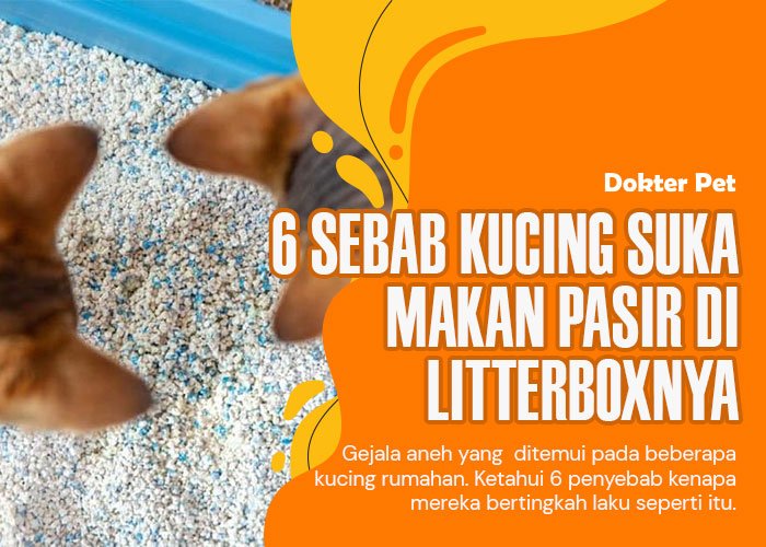 Detektif kesehatan kucing: Kenali sebab dibalik tingkah laku aneh kucing yang suka makan pasir