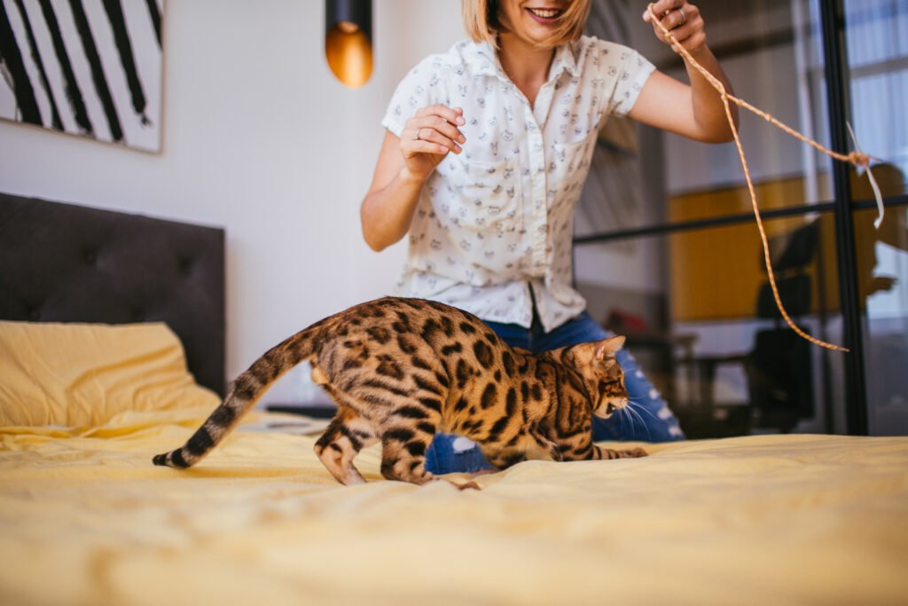 mengajak kucing bermain cegah kucing makan pasir