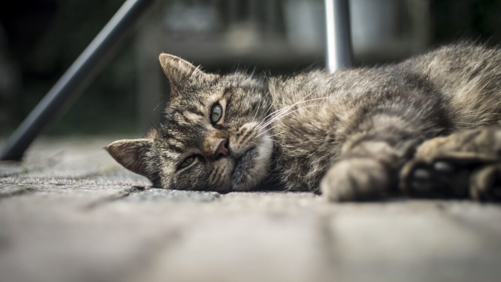 closeup cute domestic cat lying wooden porch with blurry background - Hydrangea Beracun bagi Kucing: Pelajari Gejala dan Pencegahannya