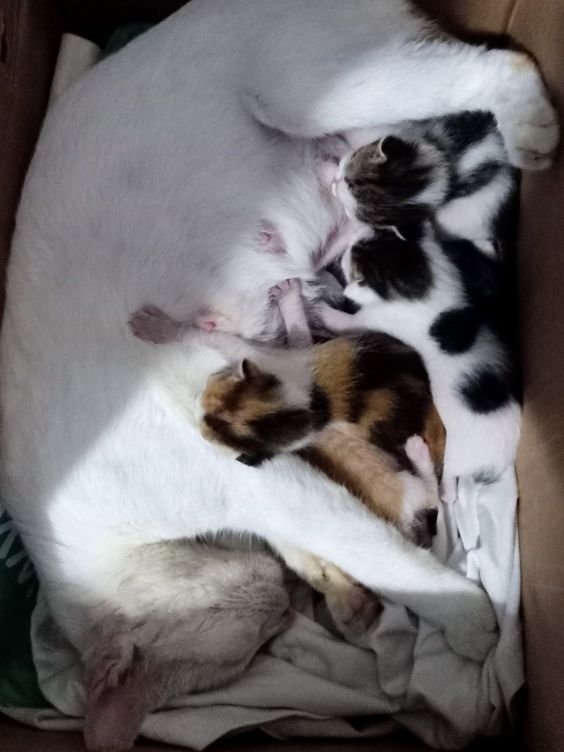 f5bb94a5ef189f7db59ac0a811af33d1 - Bolehkah anak kucing kutuan dimandikan ya?