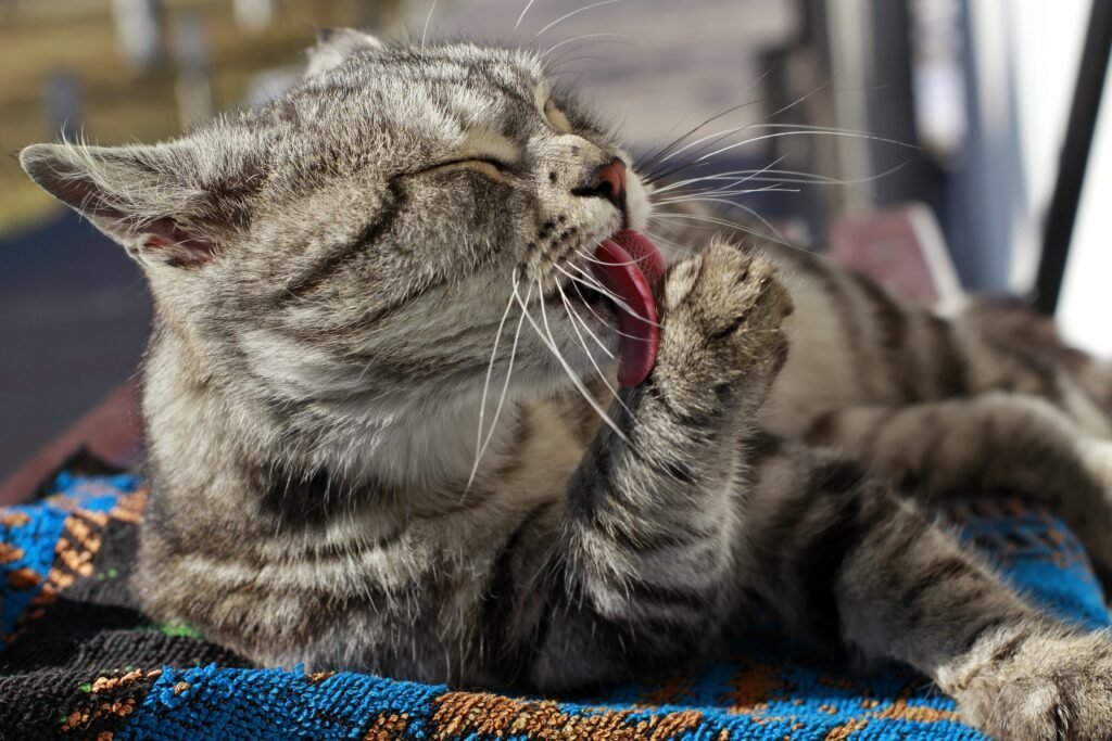 kucing jilat kaki depan setelah makan agar tetap bersih