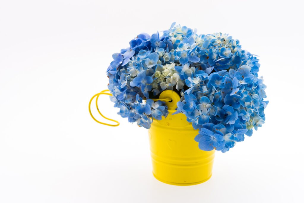 hydrangea flower bouquet isolated - Hydrangea Beracun bagi Kucing: Pelajari Gejala dan Pencegahannya