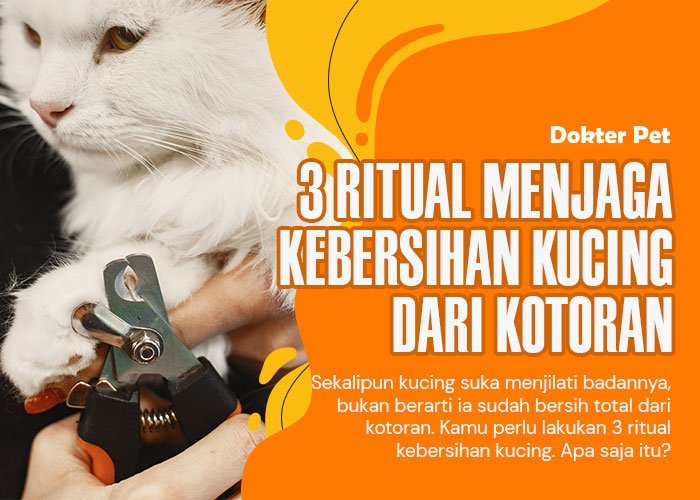 Sederhana Tapi Penting: 3 Ritual Kebersihan Kucing yang Harus Dilakukan Pemiliknya