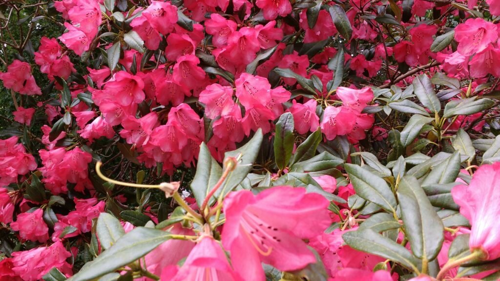 pink azalea flowers blooming garden - Awas! Ini dia 10 bunga beracun untuk kucing! Mana yang kamu punya?