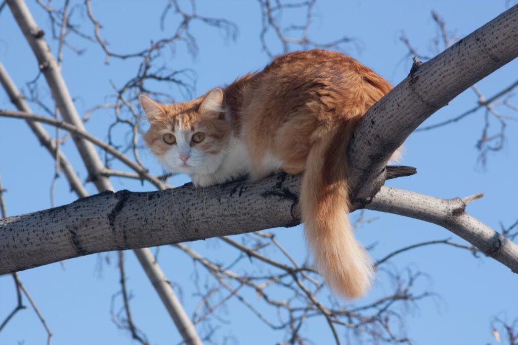 kucing di atas pohon