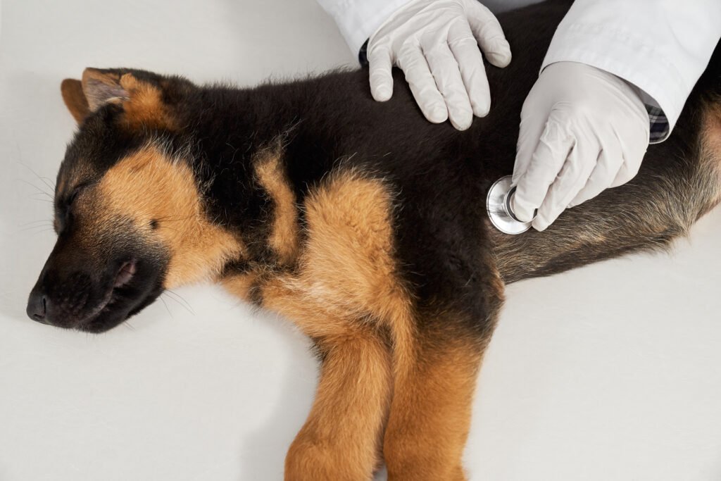 german shepherd lying vet using phonendoscope - Majikan meninggalkan anjing mereka: Alasan di balik tindakan menyedihkan ini