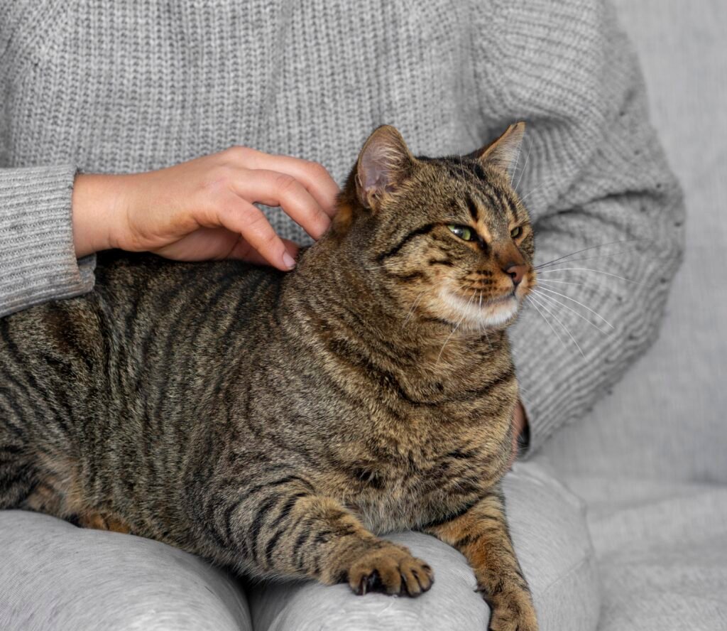 close up owner scratching cat 1 - Kucing menjerit saat kawin: Ungkap apa yang sebenarnya terjadi