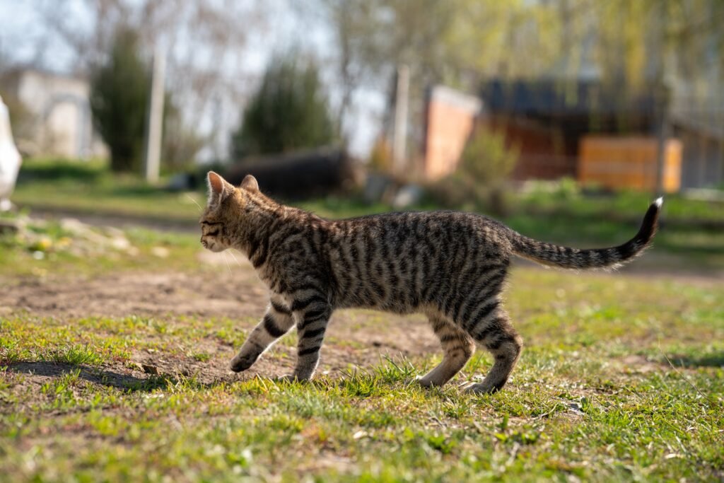 tidak sulit jika pelihara kucing karena ia mandiri