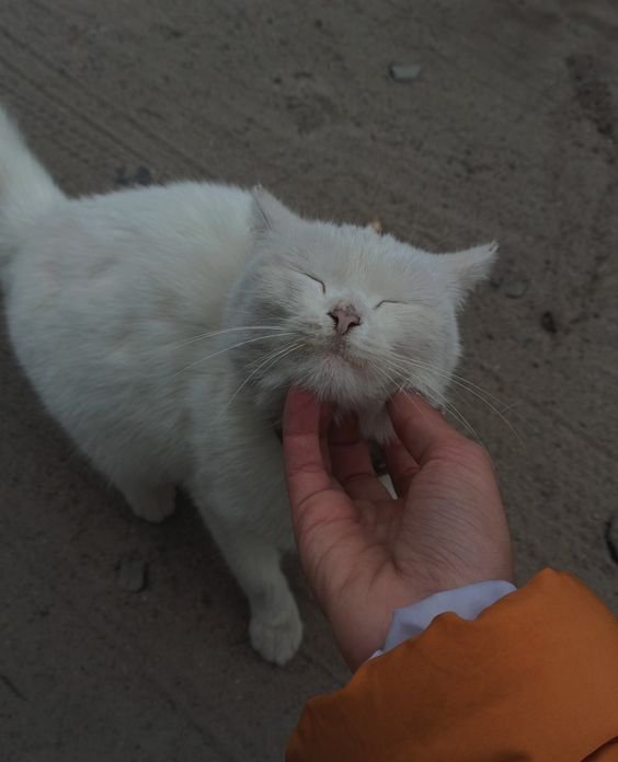 tanda pecinta kucing yaitu suka berinteraksi dengan kucing