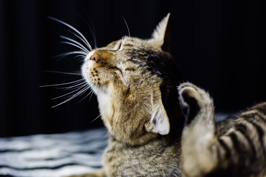 close portrait beautiful stripped cat relaxing zebra blanket - Bisakah kucing merasakan geli seperti manusia?