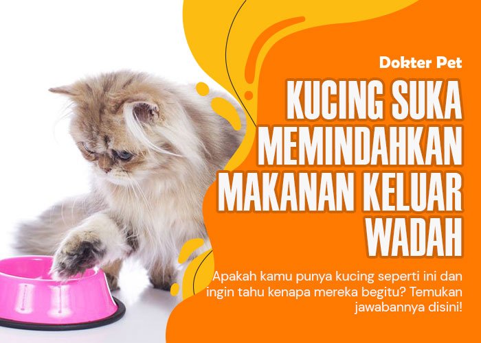 Kenapa sih kucing suka memindahkan makanannya?