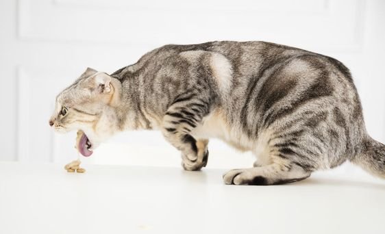 kucing memuntahkan makanan