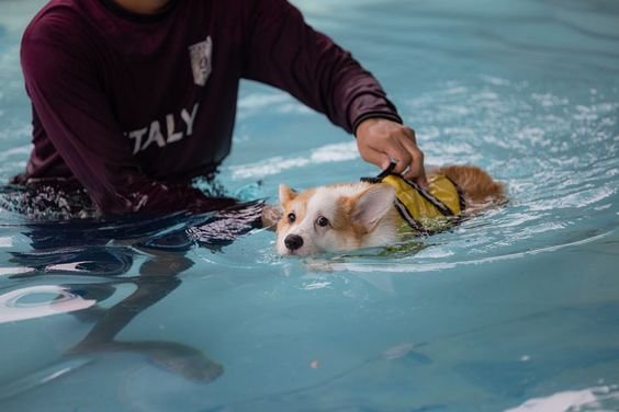 e4eb30505e3118b234488389fea328c4 - Cara efektif dan menyenangkan mengajari anjing berenang: Panduan lengkap untuk pemilik anjing