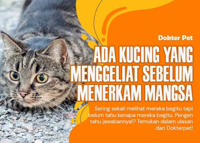 Pengen tahu kenapa kucing menggeliat sebelum menerkam?