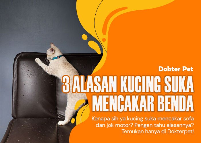 Kucing suka mencakar benda: Mengapa mereka begitu dan bagaimana mengatasi perilaku Ini