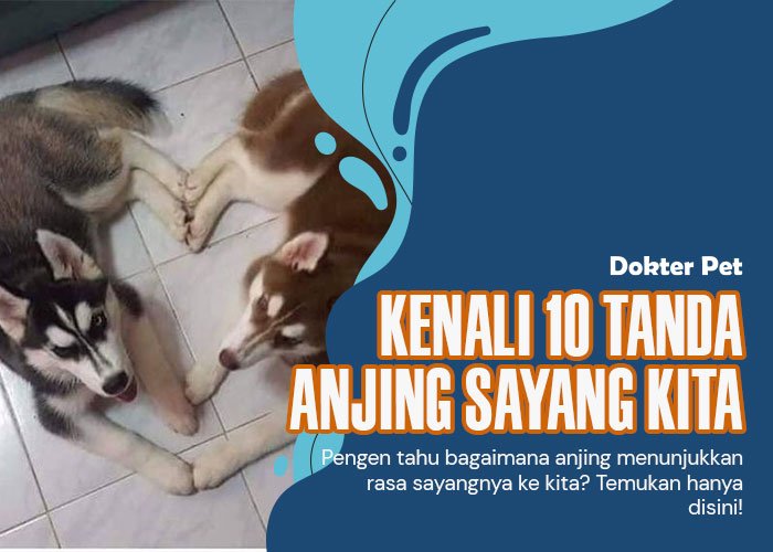 Tanda anjing sayang kita: Kenali 10 tanda cinta yang ia tunjukkan untuk kita