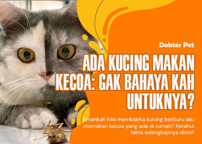 Kucing 101: Ada kucing makan kecoa, amankah untuknya?