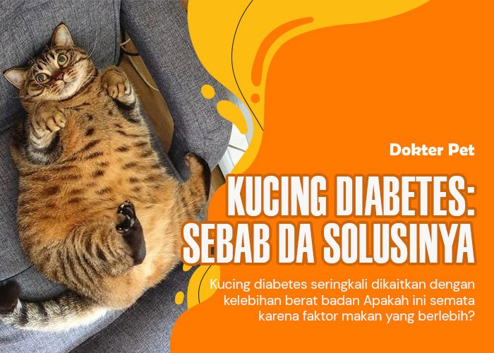 Kucing diabetes bikin stress? Ketahui penyebab serta solusi untuk para majikan