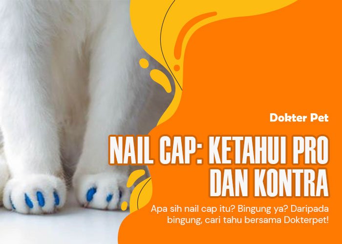 Nail cap: Haruskah kucing memakainya? Ketahui pro dan kontranya!