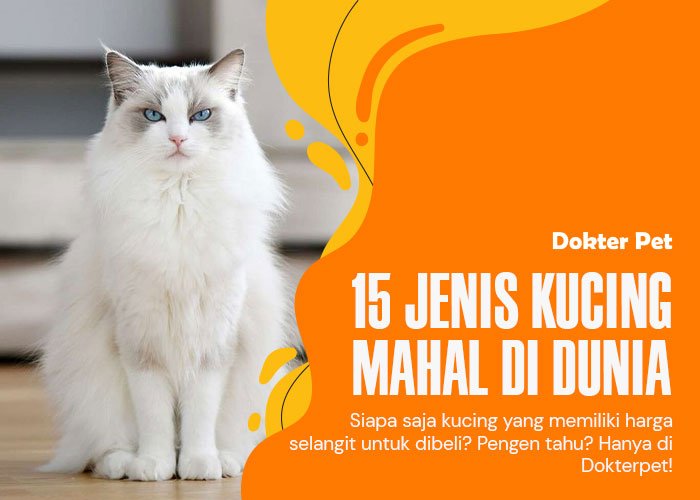 15 Kucing mahal di dunia. Adakah yang kamu punya di rumah?