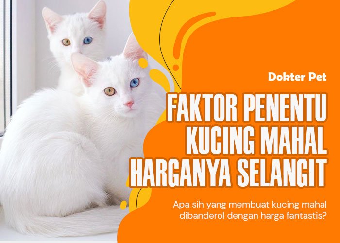 Kucing Mahal: Faktor penentu harga kucing selangit