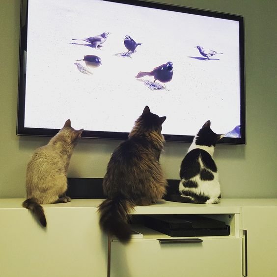 pilih tayangan tepat agar kucing suka menonton tv