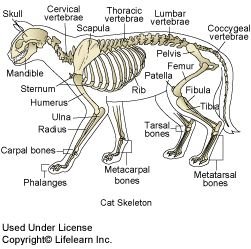 fleksibilitas kucing terletak pada struktur tulang di tubuhnya