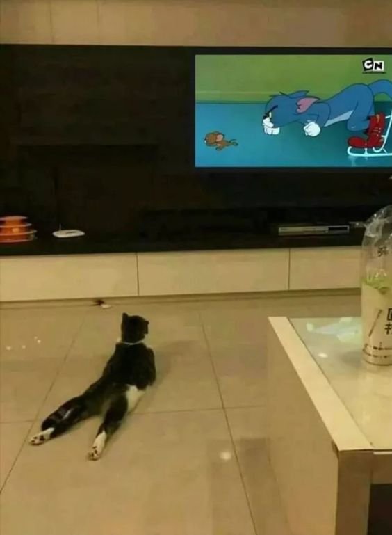 kebiasaan kucing suka menonton tv bisa bikin ia stress