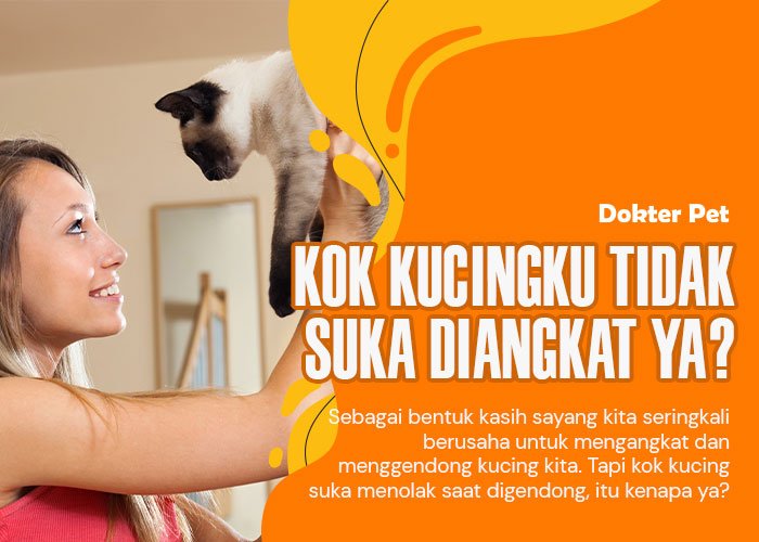 Mengapa kucing tidak suka diangkat? Yuk telusuri lebih jauh alasannya!