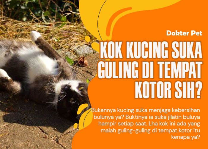 Kucing 101: Ada kucing suka berguling di tempat kotor. Mengapa mereka begitu ya?