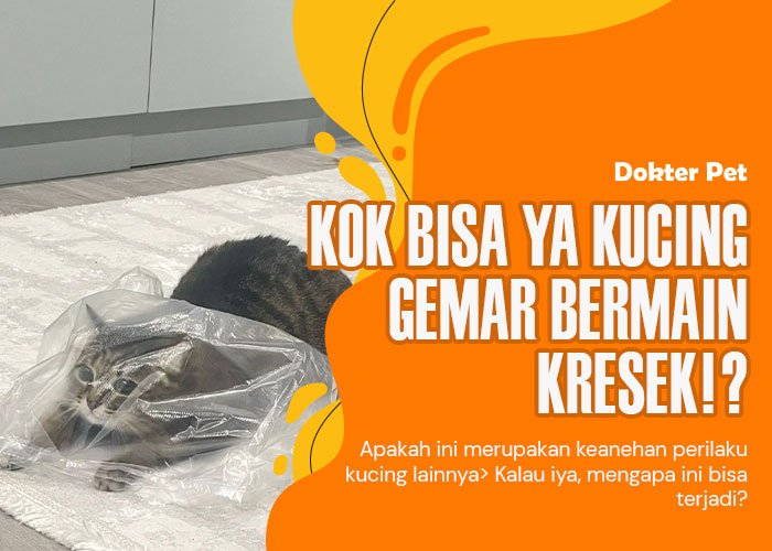 Kegemaran kucing bermain kresek: Apa sih alasan kucing melakukan hal itu ya?