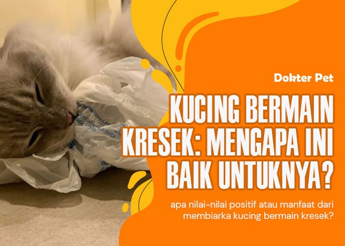 Kucing bermain kresek: Mengapa ini baik untuk kucing kita?